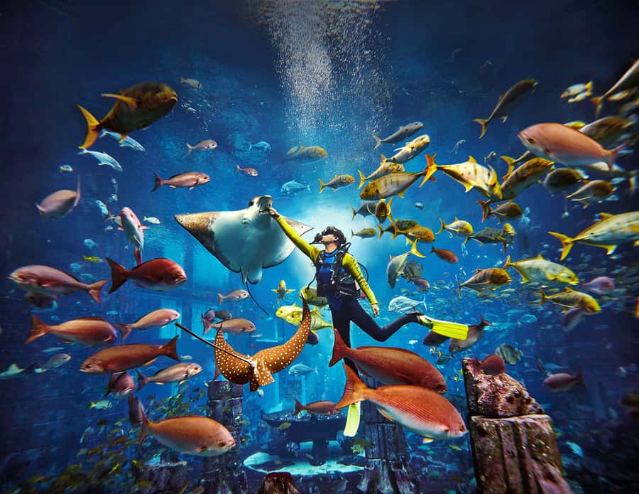 Dubai: The Lost Chambers Aquarium Atlantis Diving Experience - What the one-to-one instruction means