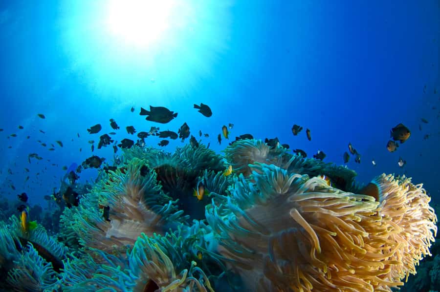 Dubai to Fujairah: First Scuba Diving + Transfer & BBQ - What the $163 price includes
