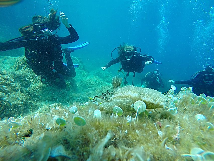 Dubrovnik: 1-Day Discover Scuba Diving Course - Key points to know