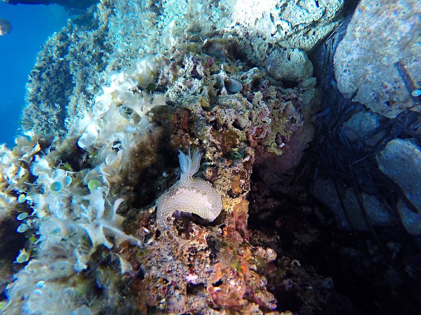 Dubrovnik: 1-Day Discover Scuba Diving Course - Starting at Dubrovnik Palace hotel