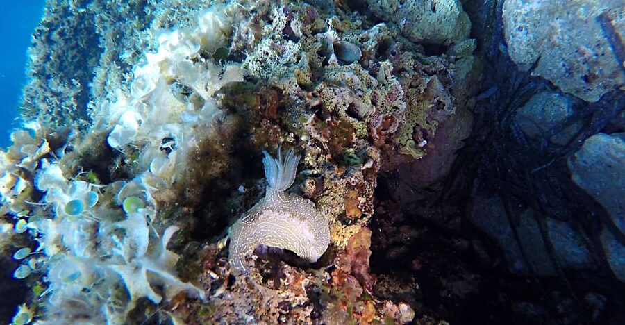 Dubrovnik: 1-Day Discover Scuba Diving Course - What the first session is like