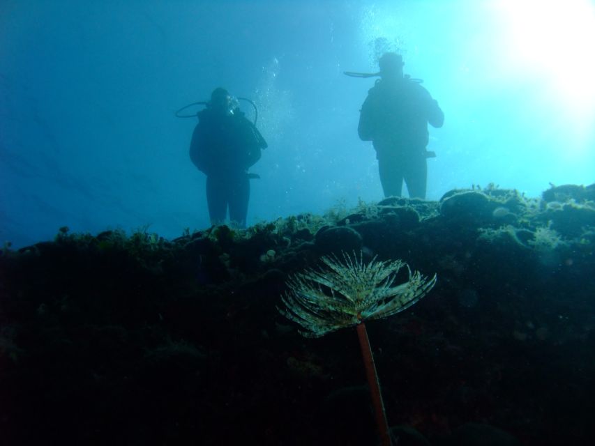 Dubrovnik: 1-Day Diving Package - Marine life and water conditions