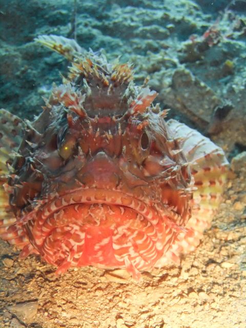 Dubrovnik: 1-Day Diving Package - Practical details before you book