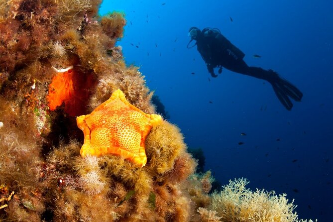 Dubrovnik 1 Dive for Certified Divers - What this Dubrovnik underwater session is really like