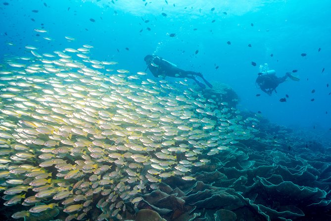 Easy Fun Scuba Dive in El Nido - Key points at a glance