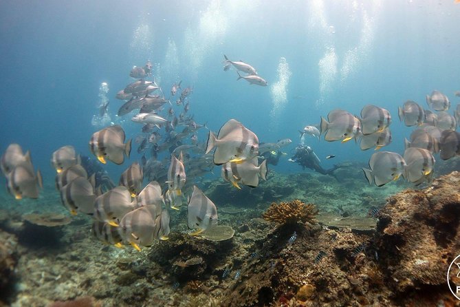 Easy Fun Scuba Dive in El Nido - Why three sites make sense in Bacuit Bay