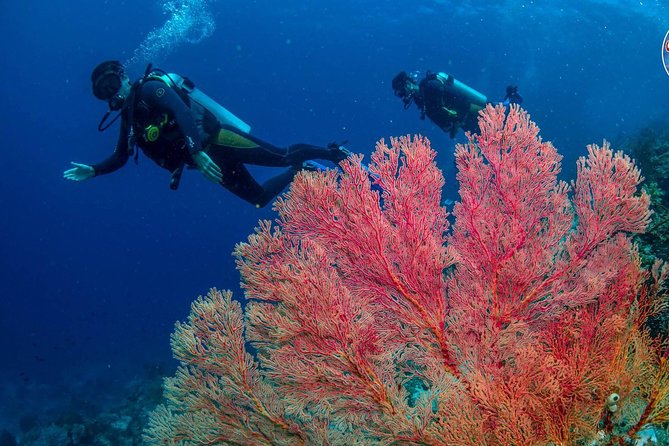 Easy Fun Scuba Dive in El Nido - The optional third session