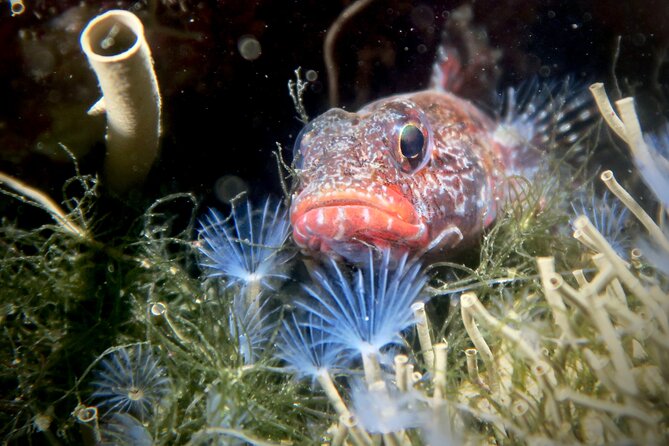 Eco - Try Dive - Key points to know before you book