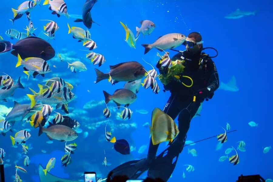 Eilat: Intro to Diving with Certified Instructor - Thirty minutes among Red Sea coral and fish