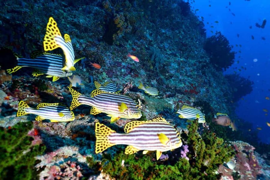 Eilat: Intro to Diving with Certified Instructor - The $85 price and what it covers