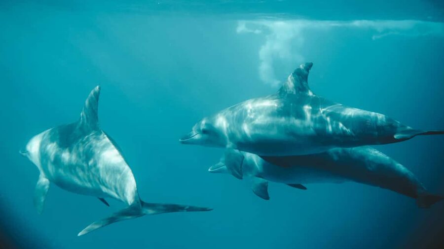 El Gouna Lagoon, Diving with Dolphin, Snorkeling & Lunch - Crew support and the language question