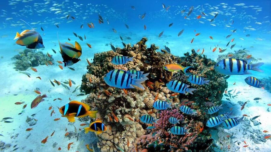El Gouna Lagoon, Diving with Dolphin, Snorkeling & Lunch - Who should book this outing