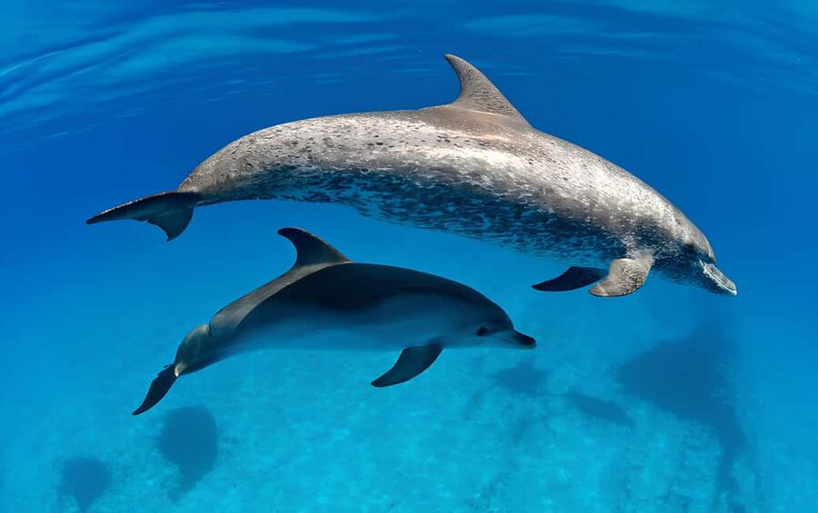 El Gouna Lagoon, Diving with Dolphin, Snorkeling & Lunch - Practical tips for a smoother day