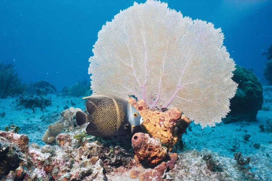 El Gouna Lagoon, Diving with Dolphin, Snorkeling & Lunch - Should you book El Gouna Lagoon, Dolphin Snorkeling and Lunch?
