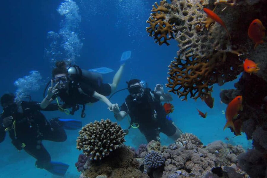 El Gouna Lagoon, Diving with Dolphin, Snorkeling & Lunch - A boat lunch that adds real value
