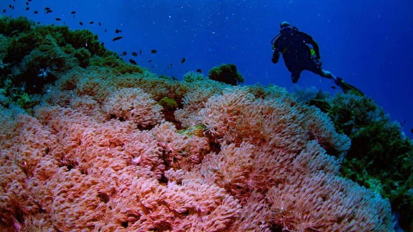 El Nido: Discover Scuba Diving with Manta Rays in Sibaltan - The manta station and the 12-meter open-water session