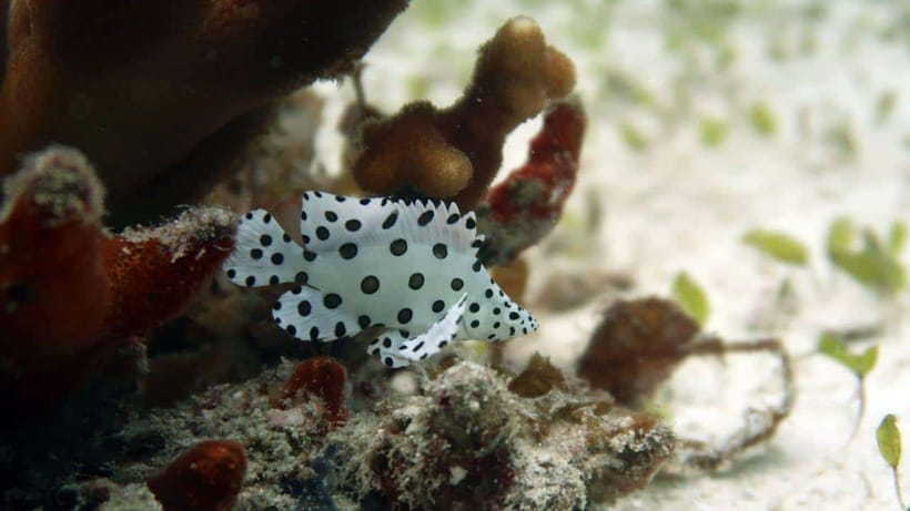 El Nido: Discover Scuba Diving with Manta Rays in Sibaltan - What the six-hour schedule feels like