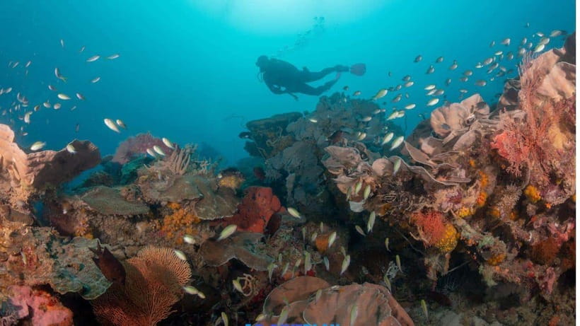 El Nido: Discover Scuba Diving with Manta Rays in Sibaltan - Is $126 good value?