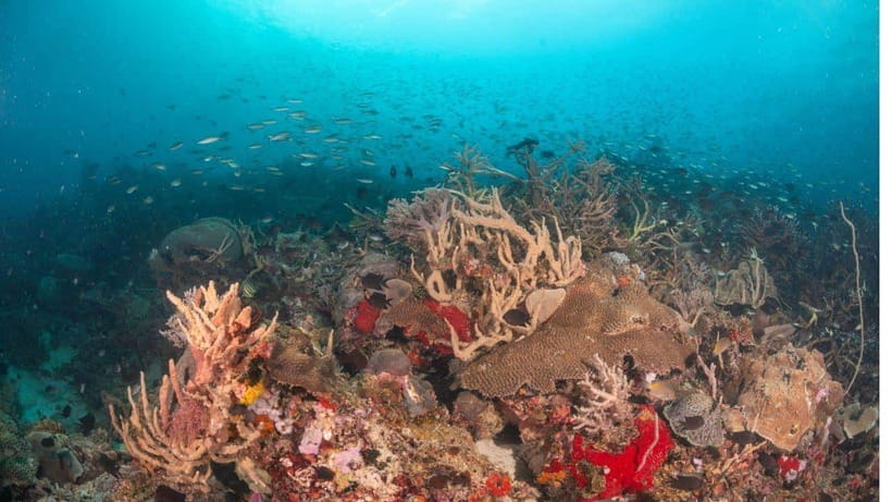 El Nido: Discover Scuba Diving with Manta Rays in Sibaltan - What first-time scuba participants should expect