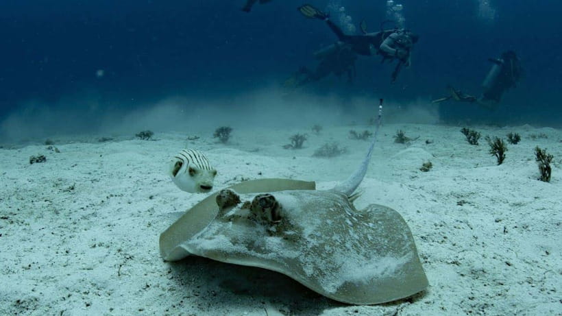 El Nido: Discover Scuba Diving with Manta Rays in Sibaltan - Your first underwater lesson, down to 6 meters