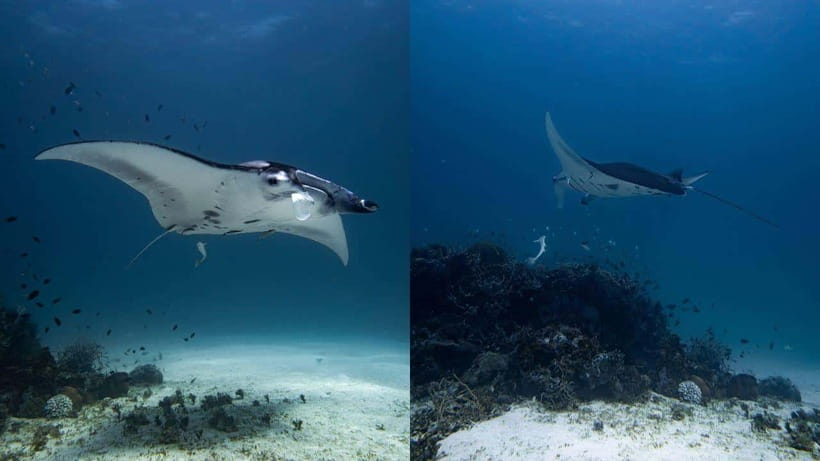 El Nido: Manta Ray Diving Experience in Sibaltan - Key points at a glance