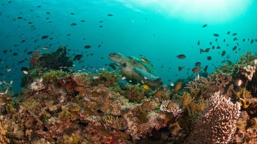 El Nido: Manta Ray Diving Experience in Sibaltan - Brunch between sessions