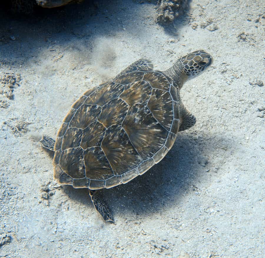 El Quseir: Red Sea Diving - Reefs, Caves & Marine Wildlife - Key points to know before booking