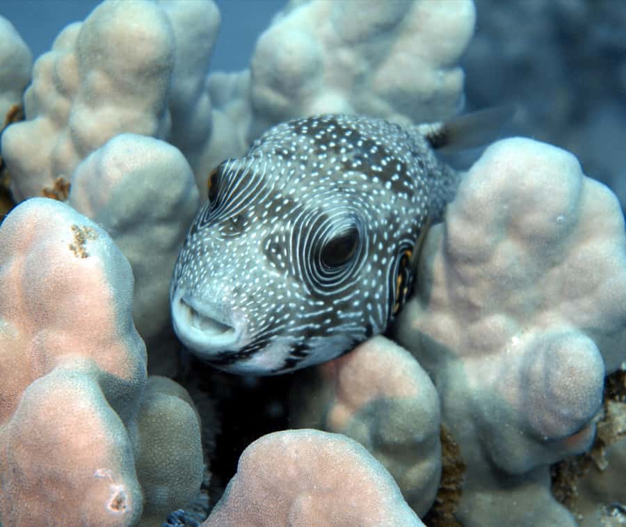 El Quseir: Red Sea Diving - Reefs, Caves & Marine Wildlife - What the four-hour outing is likely to feel like