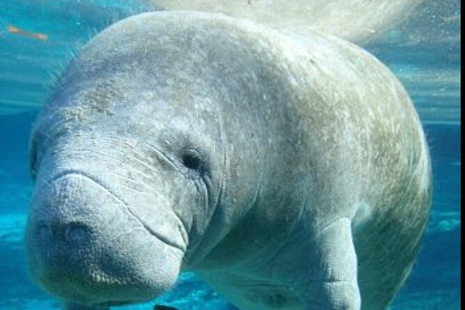 “Embark on a Professional and Passionate Scuba Diving Adventure!" - A gentle first step into scuba