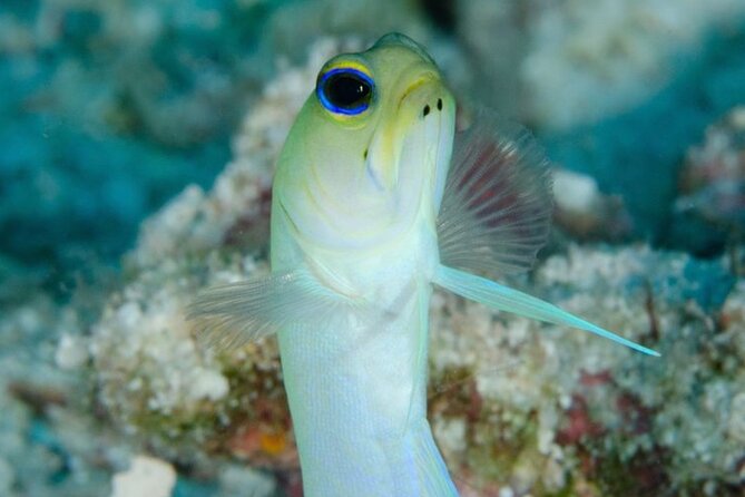 “Embark on a Professional and Passionate Scuba Diving Adventure!" - Five shallow-water skills that build confidence