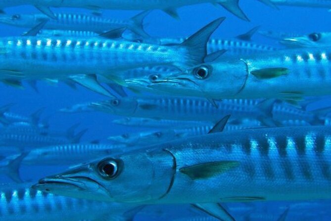 “Embark on a Professional and Passionate Scuba Diving Adventure!" - The Caribbean session reaches 40 feet