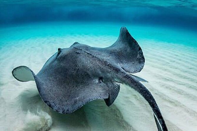 “Embark on a Professional and Passionate Scuba Diving Adventure!" - Is $105 a fair price?