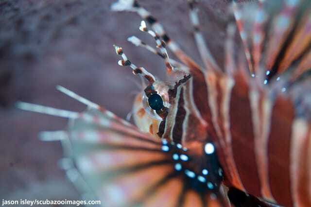 Enjoy 3 Fun Dives in Kota Kinabalu | Certified Divers - 8:45 at DBKK Jetty, then out to the islands