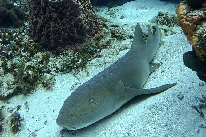 Enjoy two dives without previous experience with a boat trip - What you may see inside Cozumel National Park