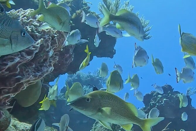 Enjoy two dives without previous experience with a boat trip - Lunch between the two underwater sessions