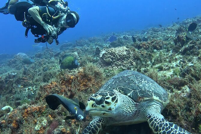 Enjoy two dives without previous experience with a boat trip - The second reef and the value of changing sites