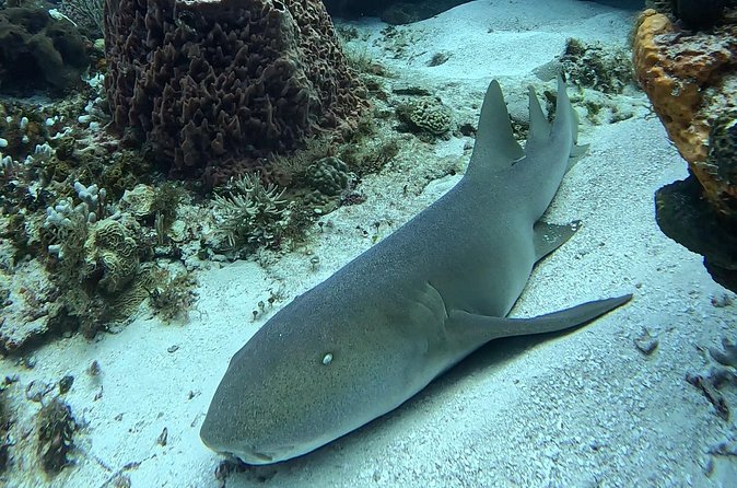 Enjoy two dives without previous experience with a boat trip - How the price compares with the experience