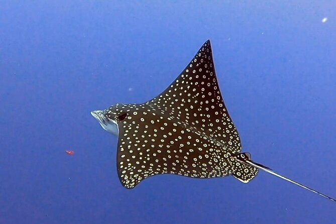 Enjoy two dives without previous experience with a boat trip - Conditions, timing, and the small print that matters