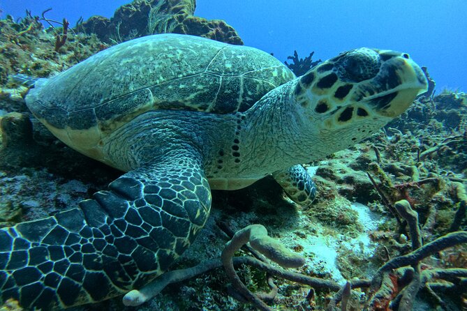 Enjoy two dives without previous experience with a boat trip - The 9:30 a.m. meeting and the theory lesson