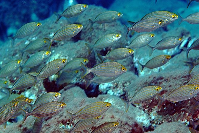 Exciting PADI Discover Scuba Diving Experience Isola Bella Marine Park Taormina - The first session reaches only 6 meters
