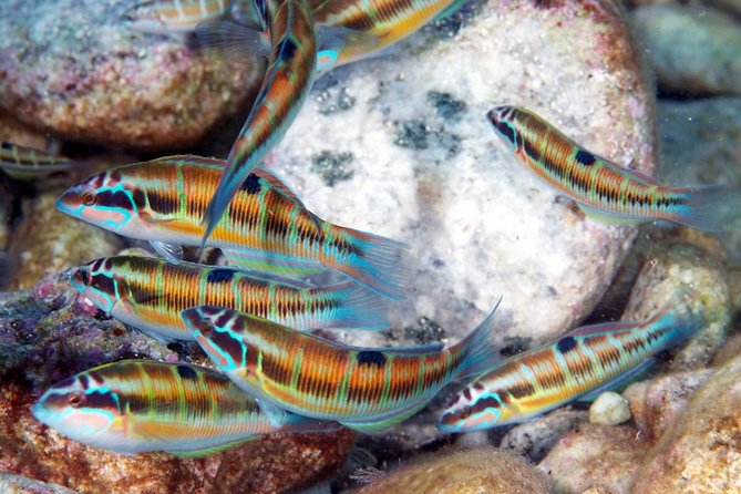 Exciting PADI Discover Scuba Diving Experience Isola Bella Marine Park Taormina - The break beside Isola Bella