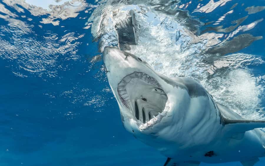 Exhilarating Shark Cage Diving Experience in Cape Town - Three hours near Dyer Island