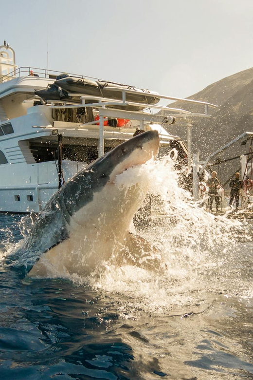 Exhilarating Shark Cage Diving Experience in Cape Town - The private group setup and the shared boat