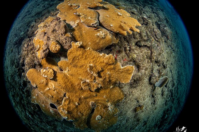Experience Scuba - Starting at 8:00 am in Vega Baja