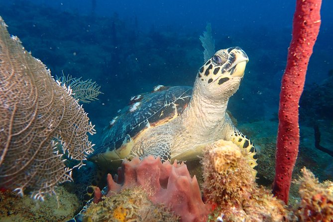 Experience Scuba Diving / NO certification Needed - Key points to know before you book