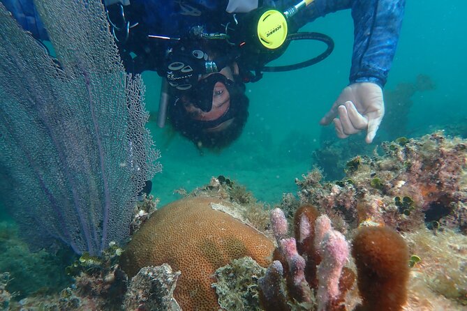 Experience Scuba Diving / NO certification Needed - A gentle first step into scuba