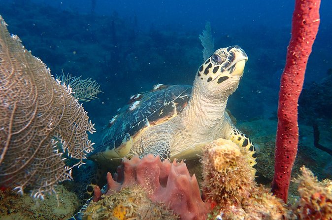 Experience Scuba Diving / NO certification Needed - What the $119 price includes