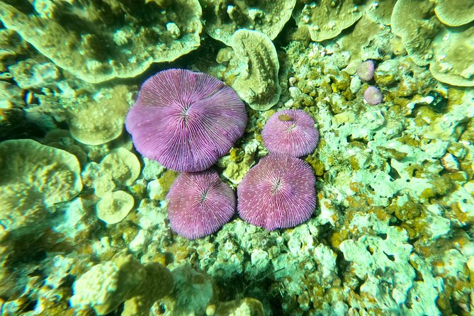 Experience Scuba Diving - No Certification Needed! - Weather, cancellation, and practical planning