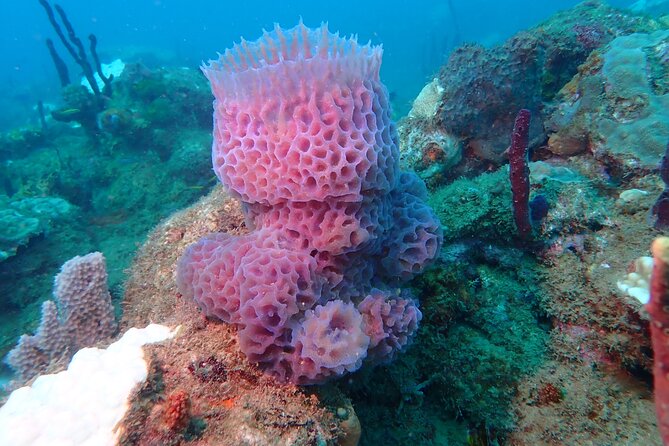 Experience Scuba Diving - No Certification Needed! - The briefing comes before the reef