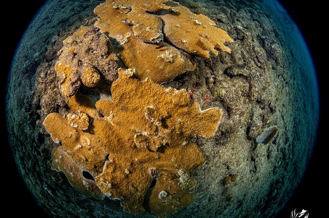 Experience Scuba - Exploring Puerto Rico’s reef life
